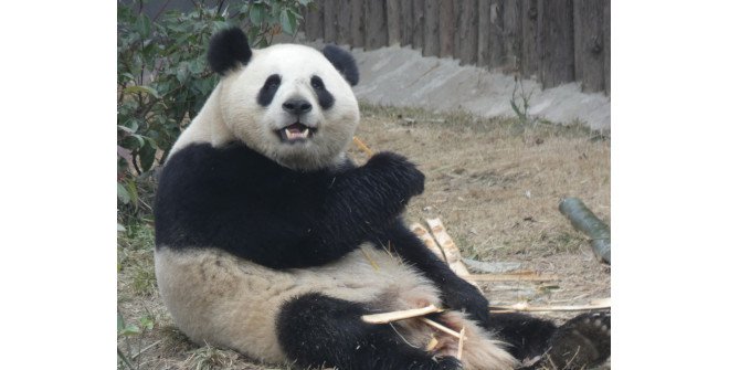 La panda Zhu Yu (25/10/2020), la hembra de la nueva pareja de pandas procedentes de la Base de Investigación de Cría del Panda Gigante de Chengdu (24 abril 2024)
